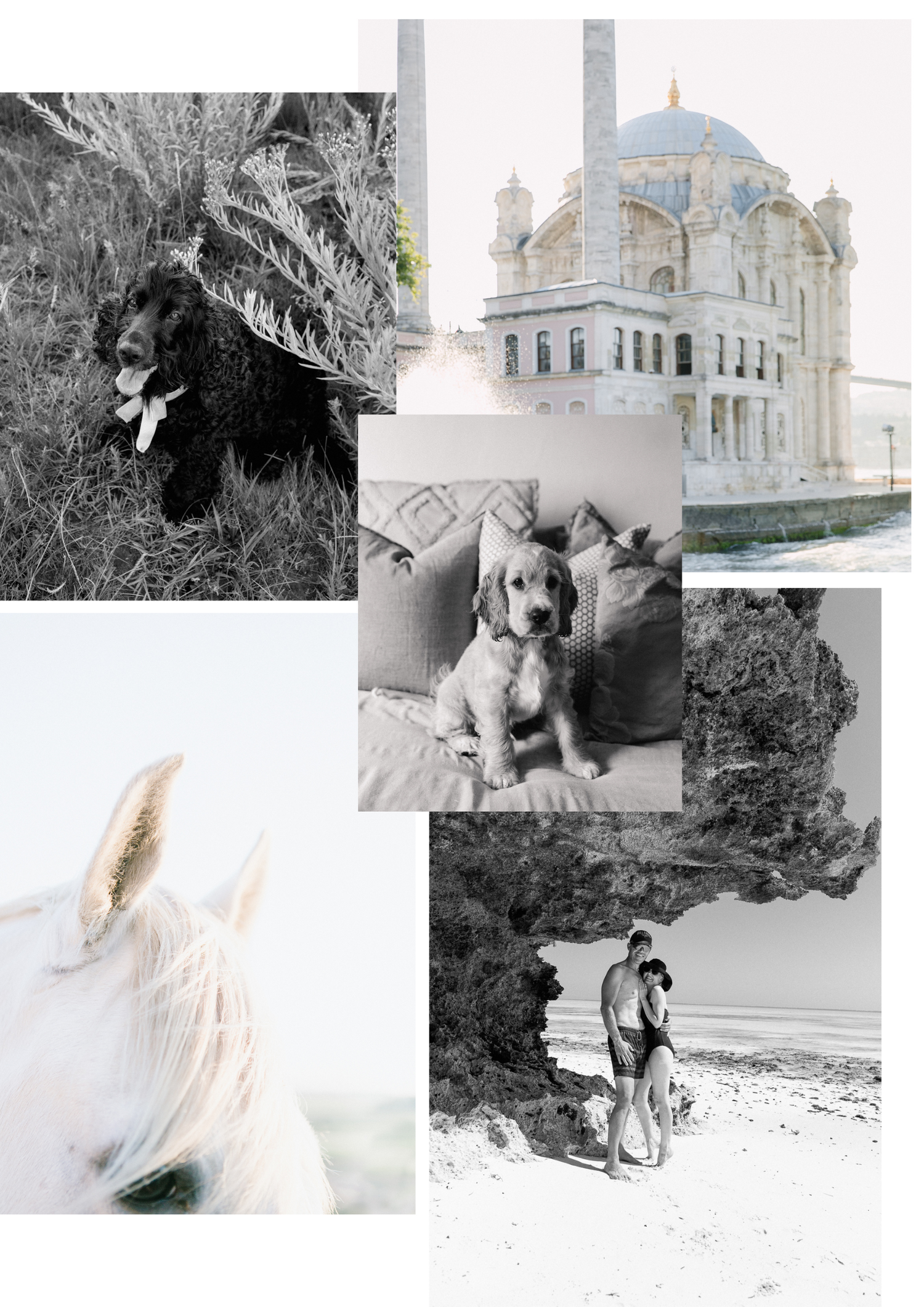 A collage of favourites by Dust and Dreams Photography. Their two spaniels, a trip to Zanzibar, Istanbul and a horse.