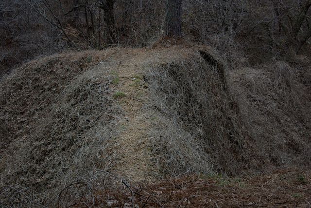 Kudzu Georgia #2 Neal Rantoul