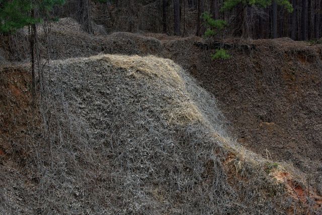 Kudzu Georgia 2015 #5. Neal Rantoul