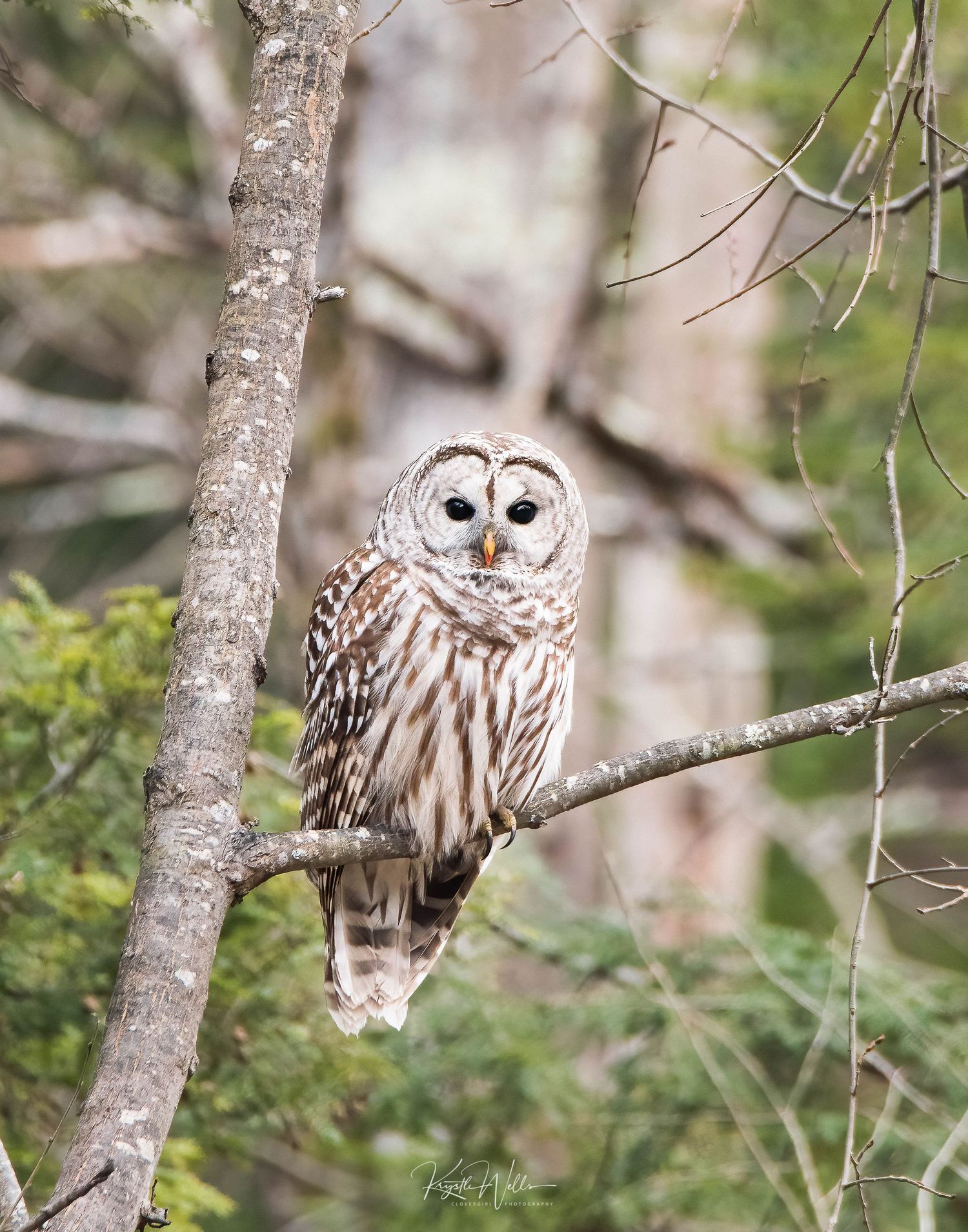 Portfolio Clovergirl Photography By Krystle Wells