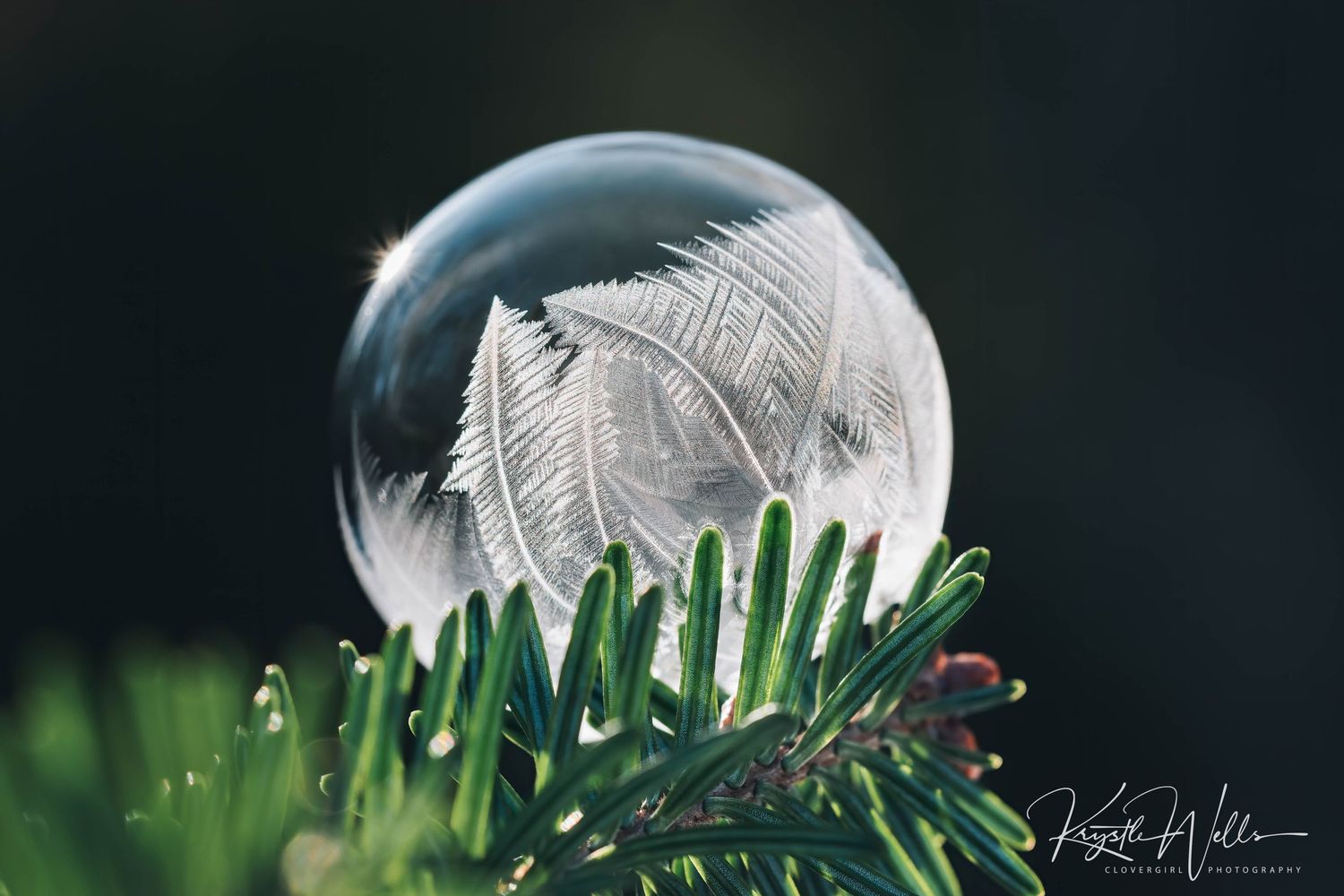 Portfolio Clovergirl Photography By Krystle Wells