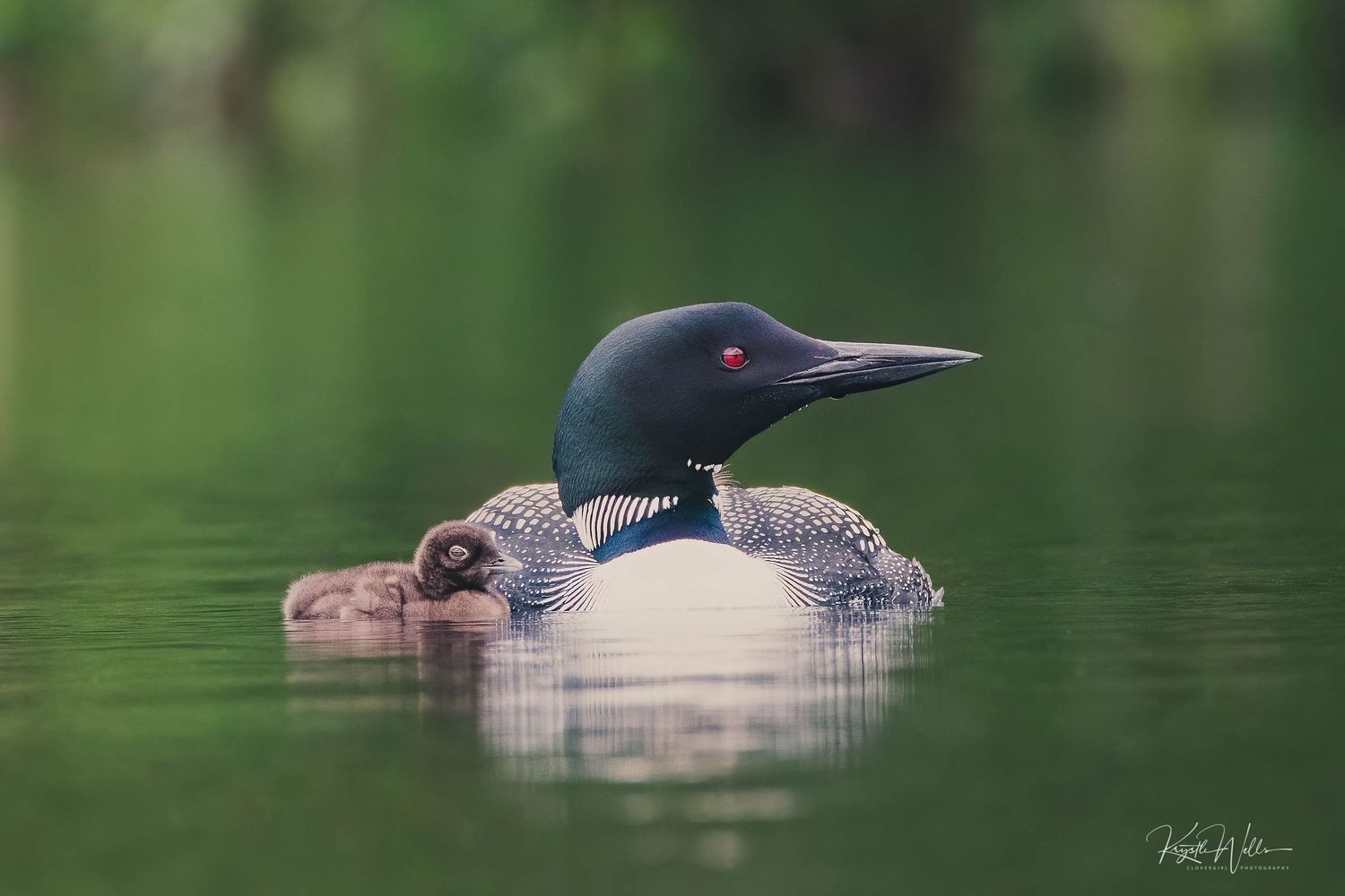 Common Loon with Chick - Clovergirl Photography By Krystle Wells