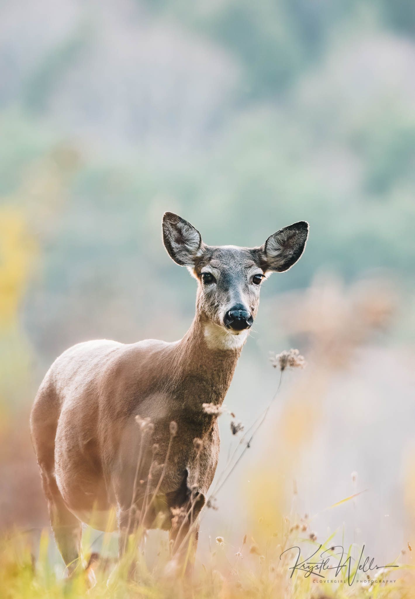 Portfolio Clovergirl Photography By Krystle Wells