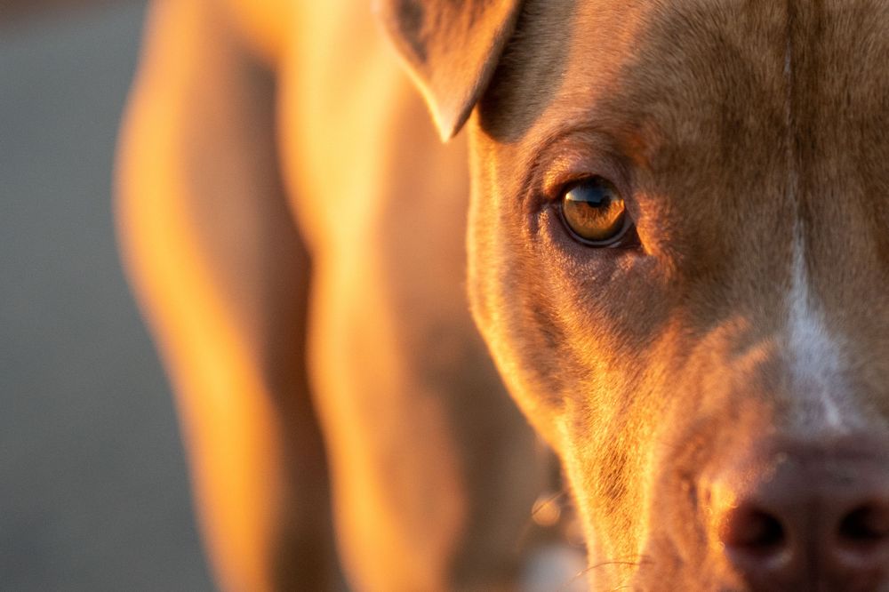 Close-up portrait of a brownl dog with warm golden light highlighting its eye and face.