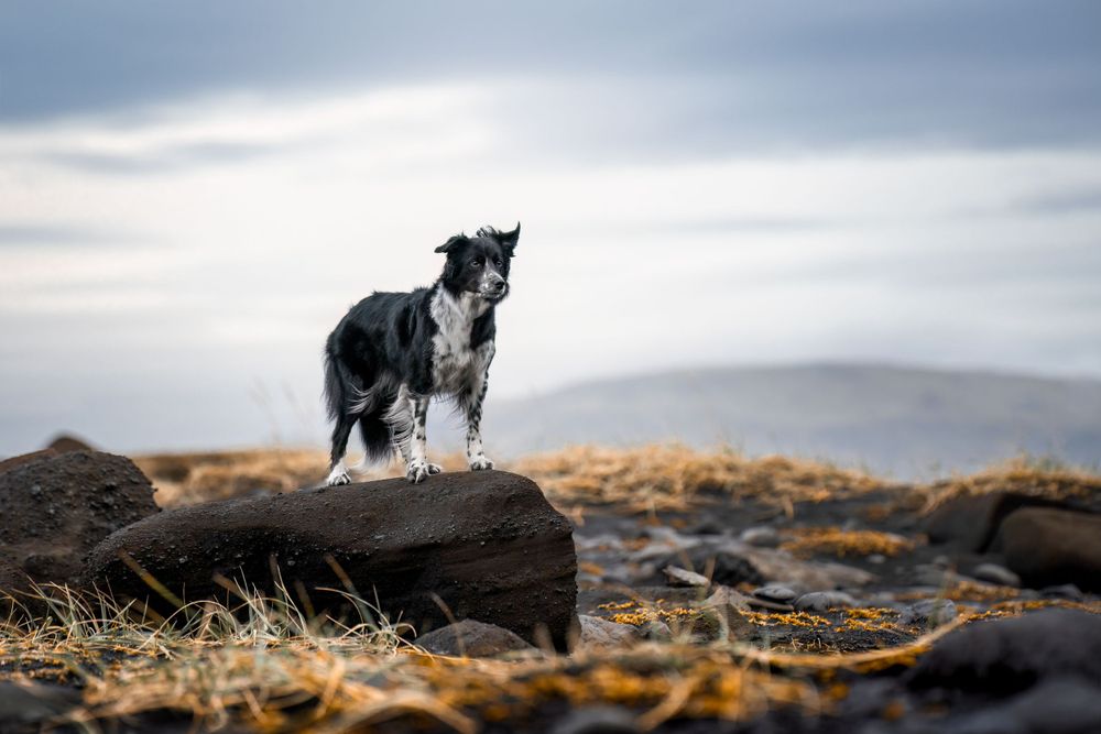 Black and white Border Collie standing on rocks in a rugged outdoor landscape with misty hills in the background.