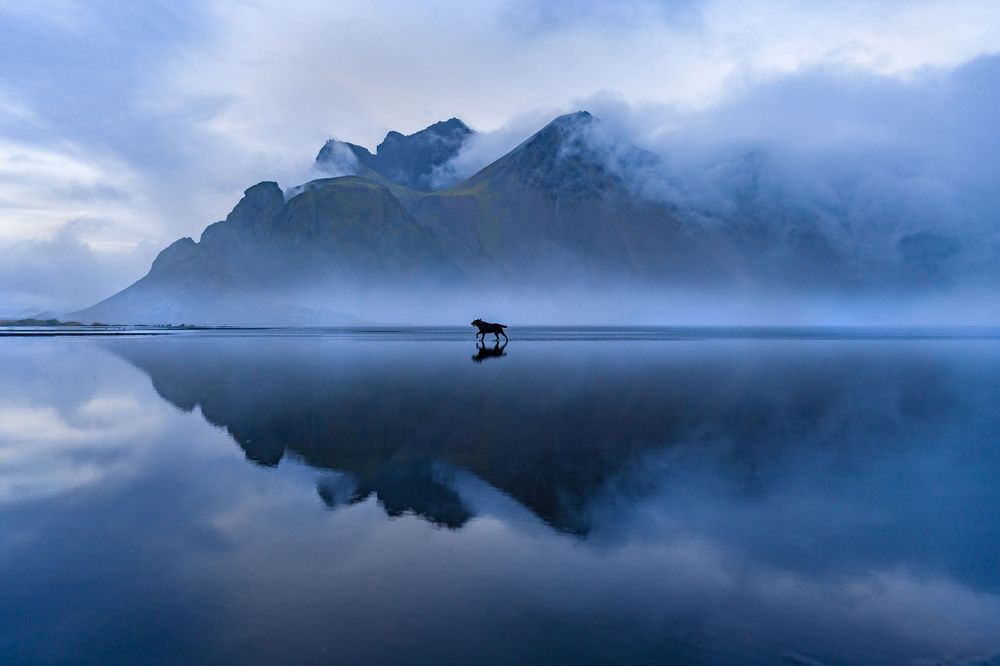 Lone dog walking on mirror-like water reflecting dramatic snow-capped mountains in blue misty light.