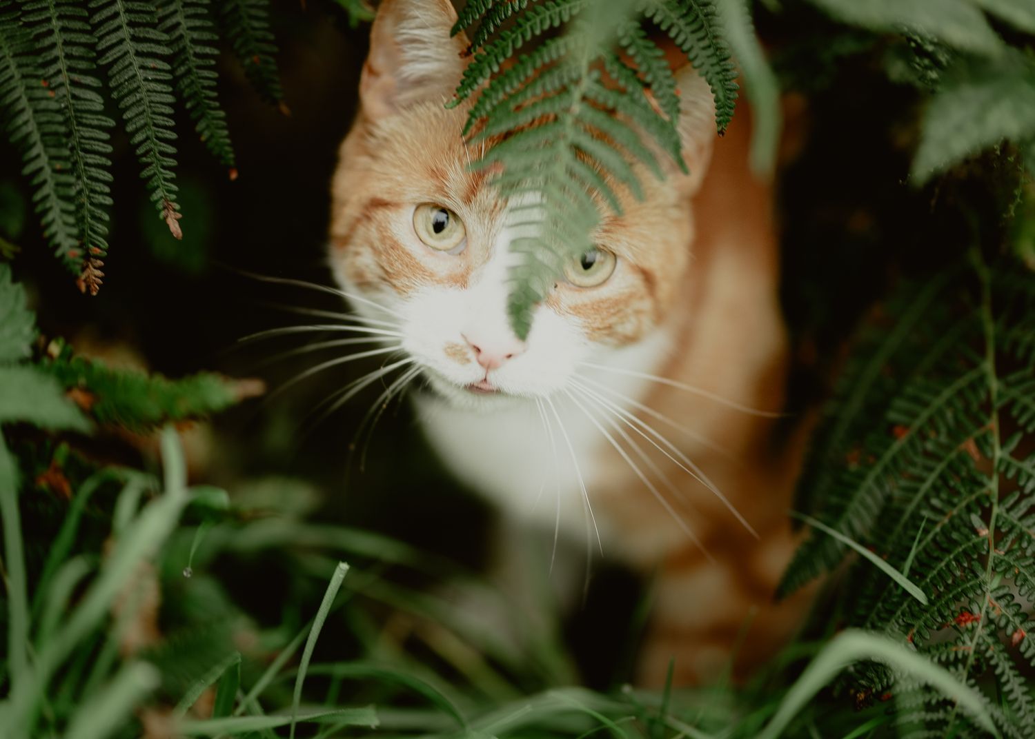 photo of ginger cat Leeds photographer
