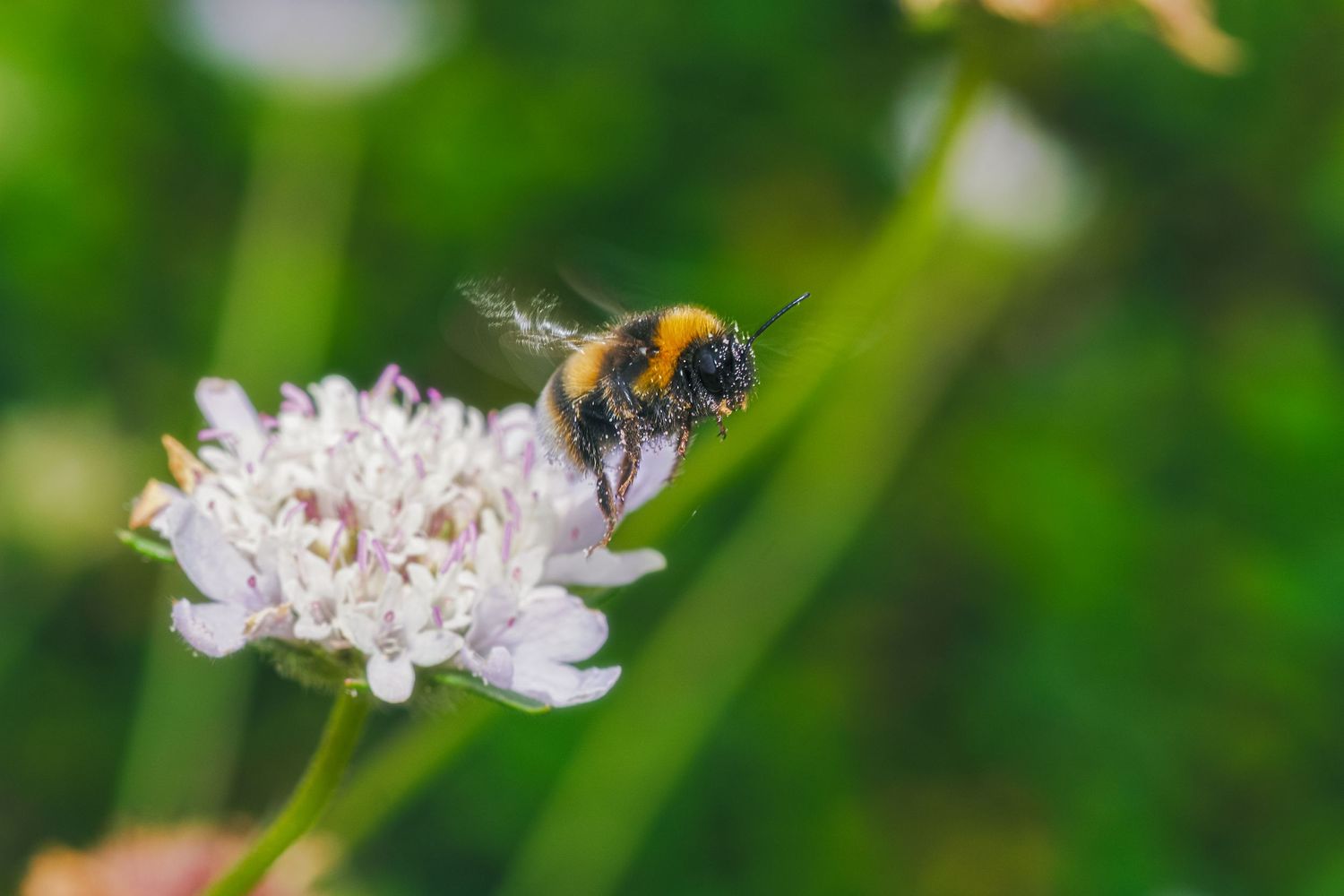 Bee Flying Off