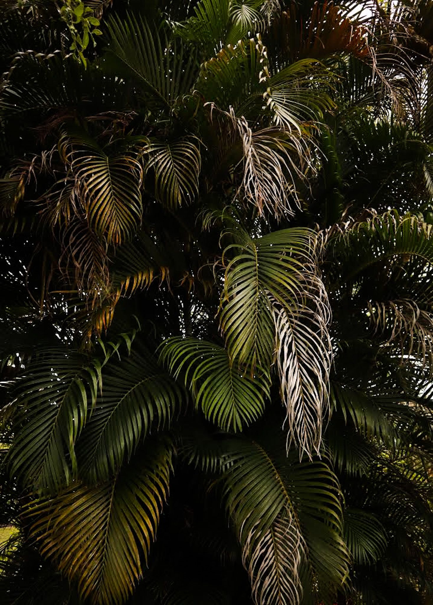 Leaves in Vero Beach, Florida
