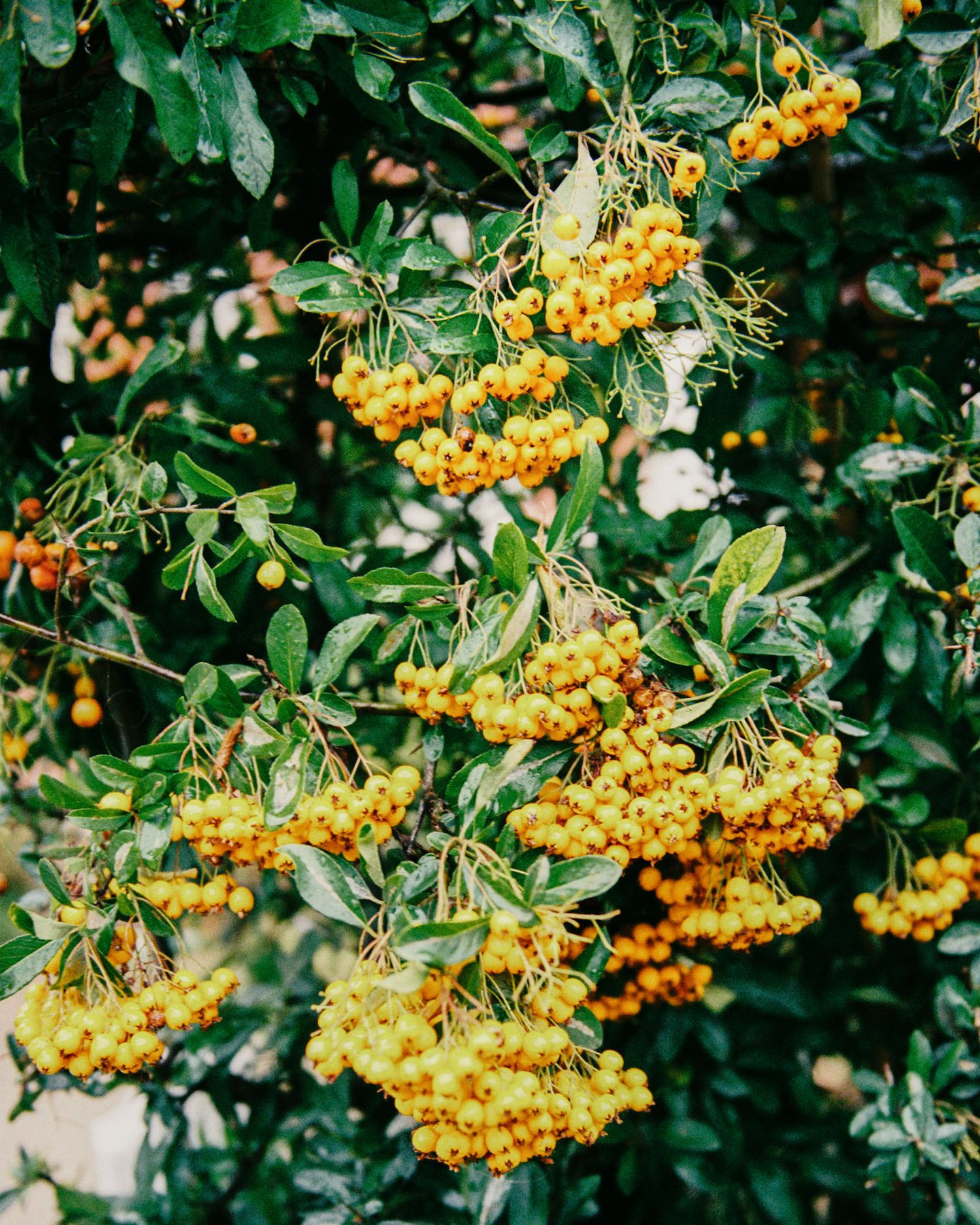 Clusters of bright orange mountain ash berries hanging from green branches.