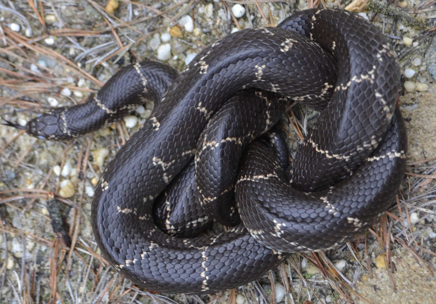 Gone herping