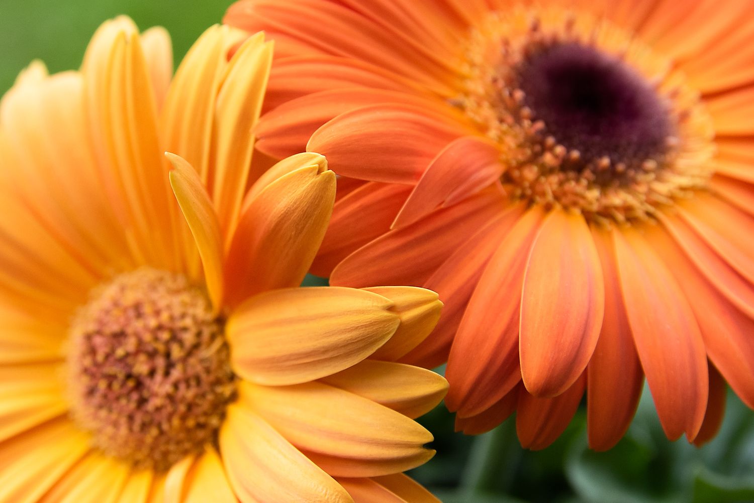 Gebera Daisy petals