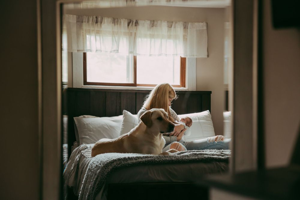 Yellow labrador dog lounging on unmade bed in sunlit bedroom.