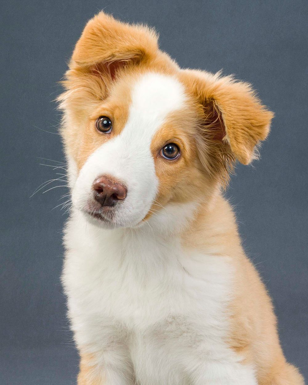 Fido Foto Toronto Mini Australian Shephard Dog Photography