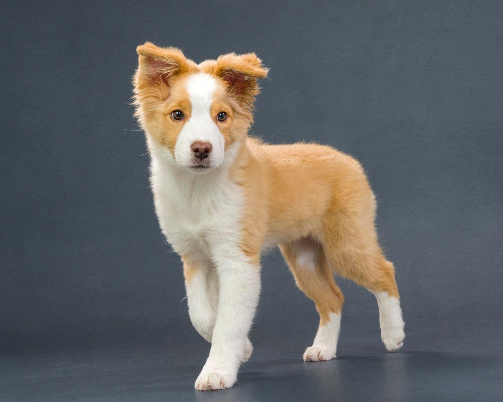 Fido Foto Toronto Mini Australian Shephard Dog Photography