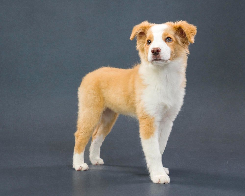 Fido Foto Toronto Mini Australian Shephard Dog Photography