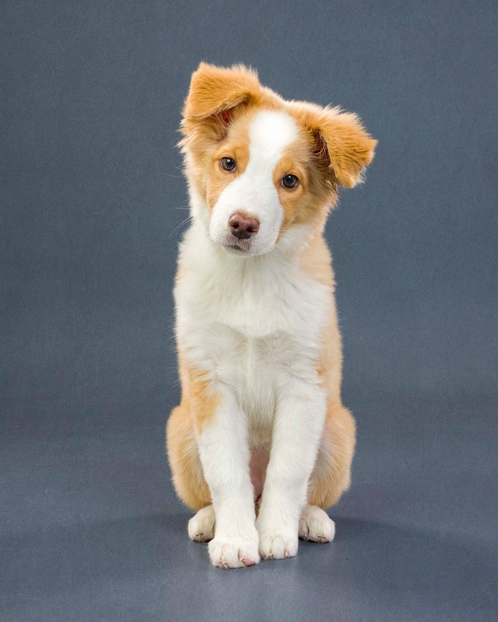 Fido Foto Toronto Mini Australian Shephard Dog Photography