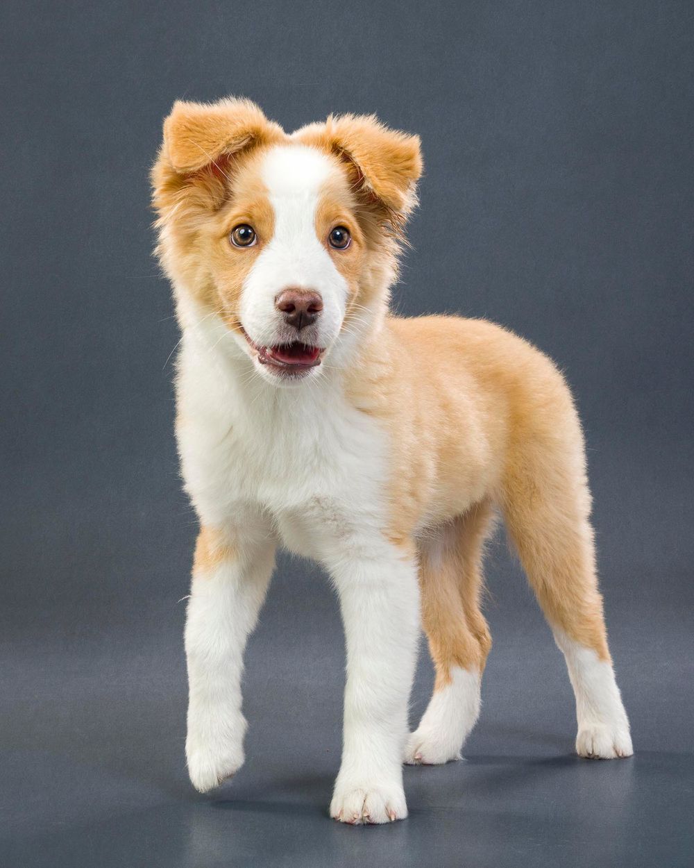 Fido Foto Toronto Mini Australian Shephard Dog Photography