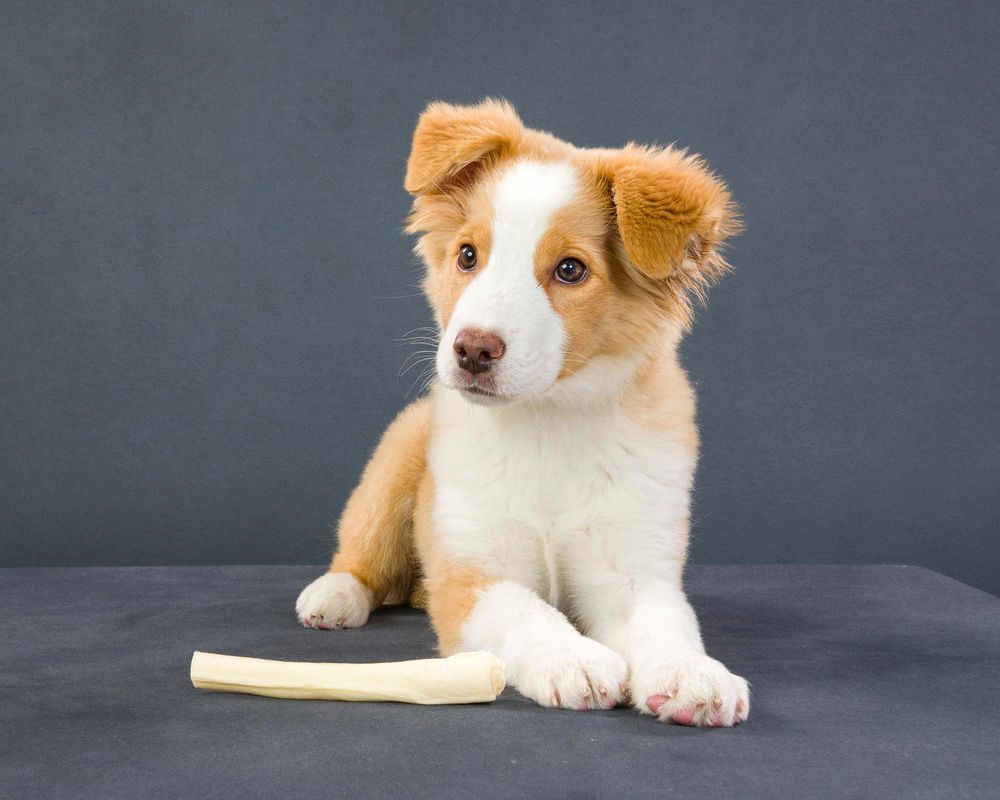 Fido Foto Toronto Mini Australian Shephard Dog Photography