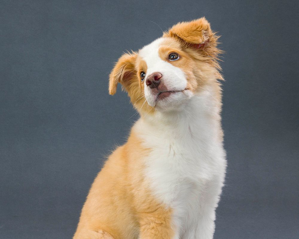 Fido Foto Toronto Mini Australian Shephard Dog Photography
