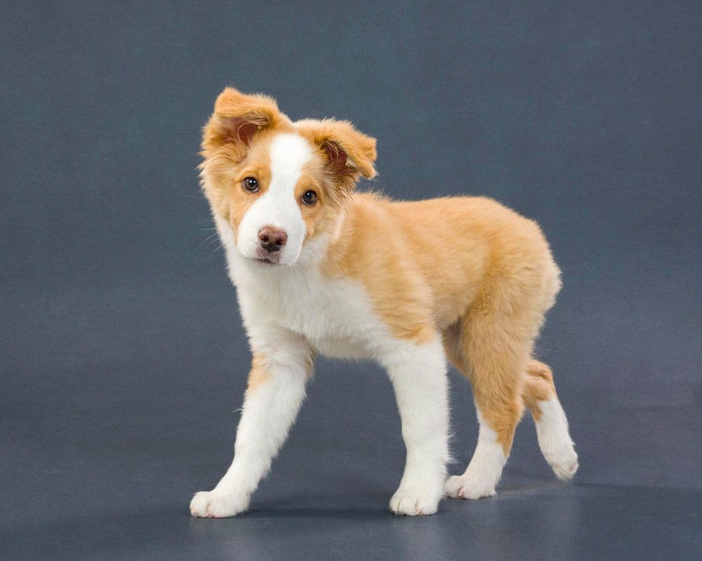 Fido Foto Toronto Mini Australian Shephard Dog Photography