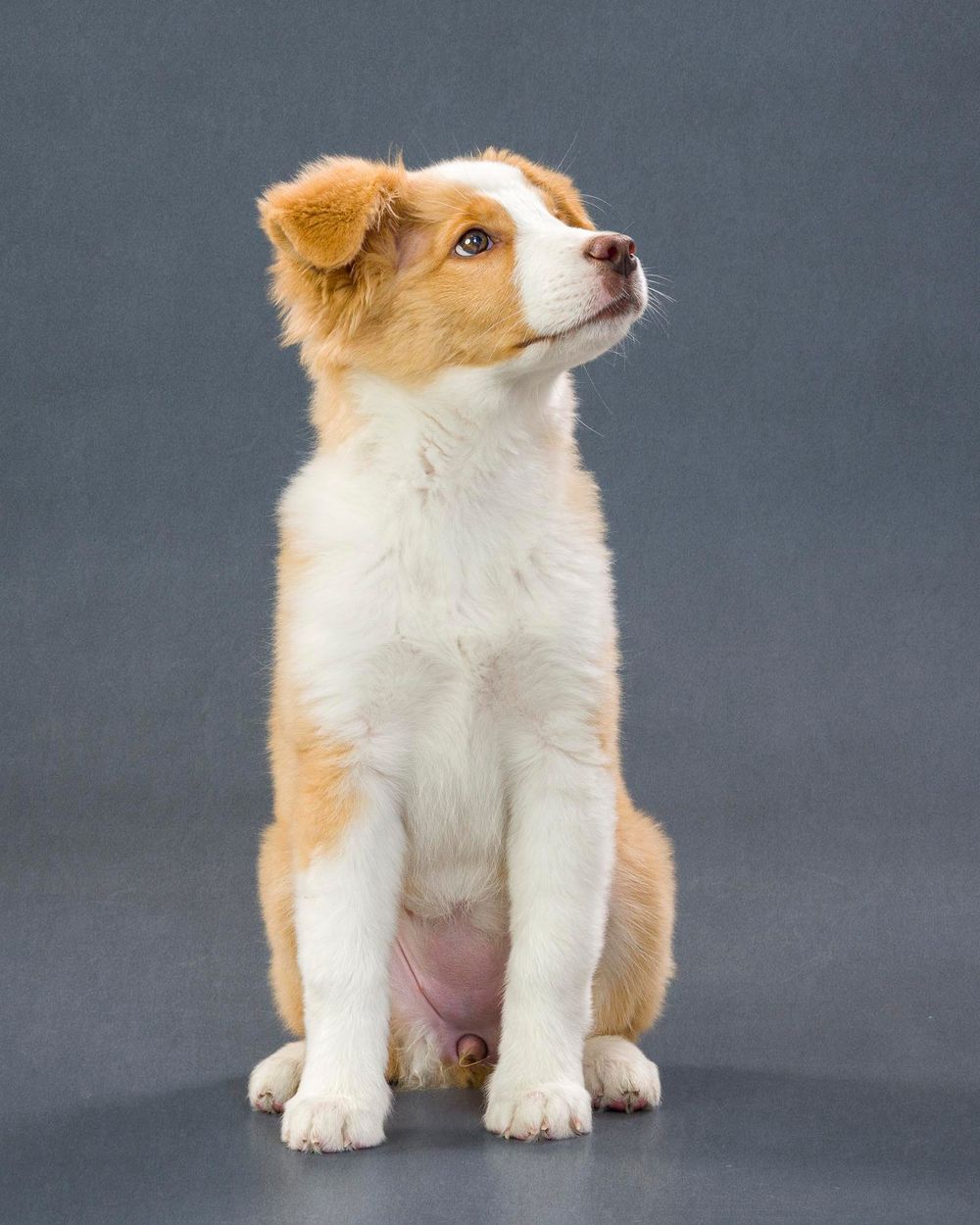 Fido Foto Toronto Mini Australian Shephard Dog Photography