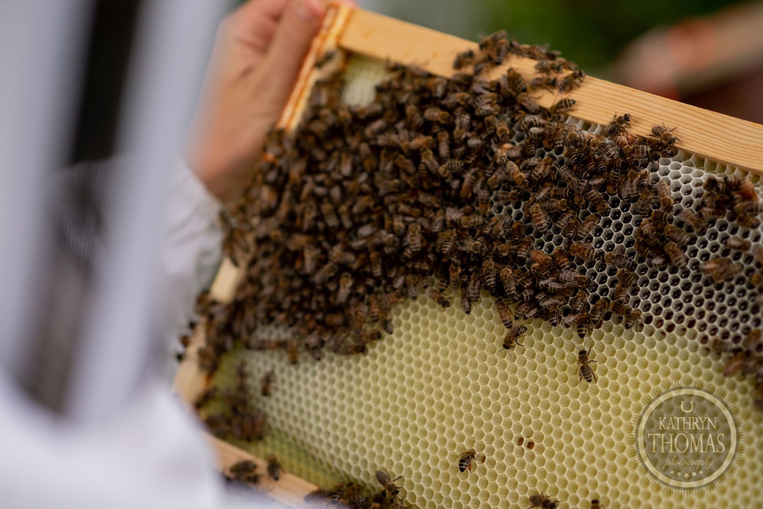 Close-up view of honeybees clustered on a wooden frame with honeycomb.