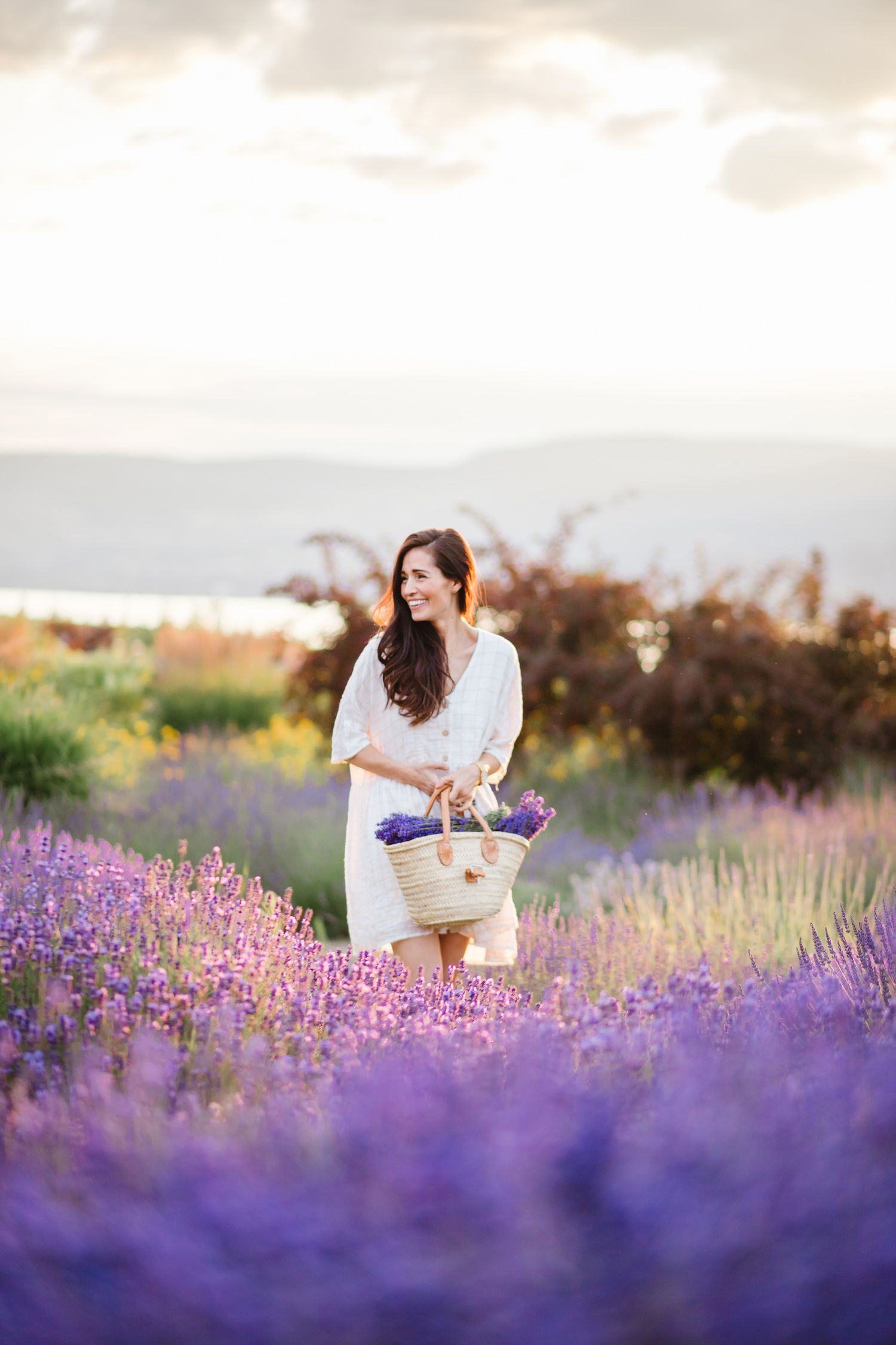 Woman gathering flowers in blooming lavender field during sunset.