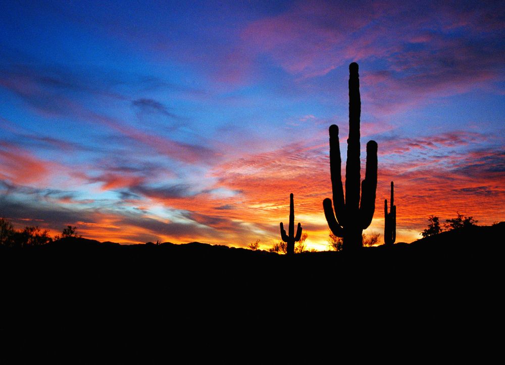 Silhouette photo of a cactus in South Mountain Park, Phoenix, Arizona  taken  at sunset.