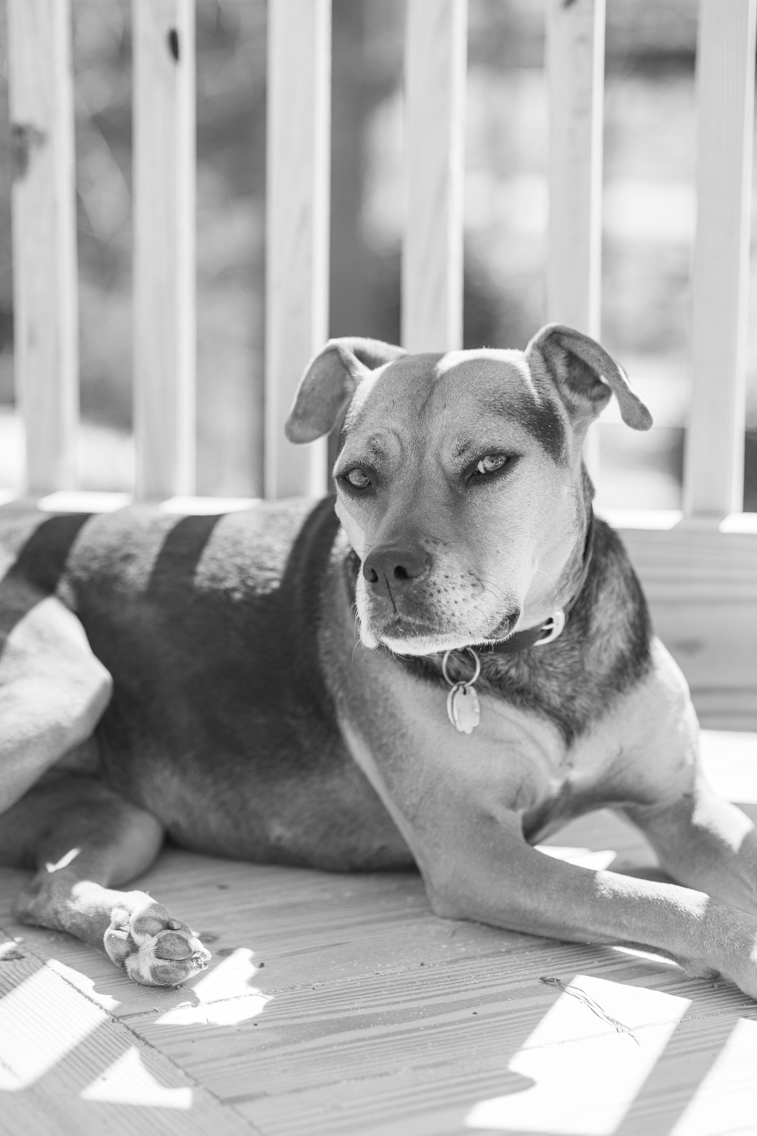 Black and white photo of relaxed pit bull mix dog lounging on wooden deck.