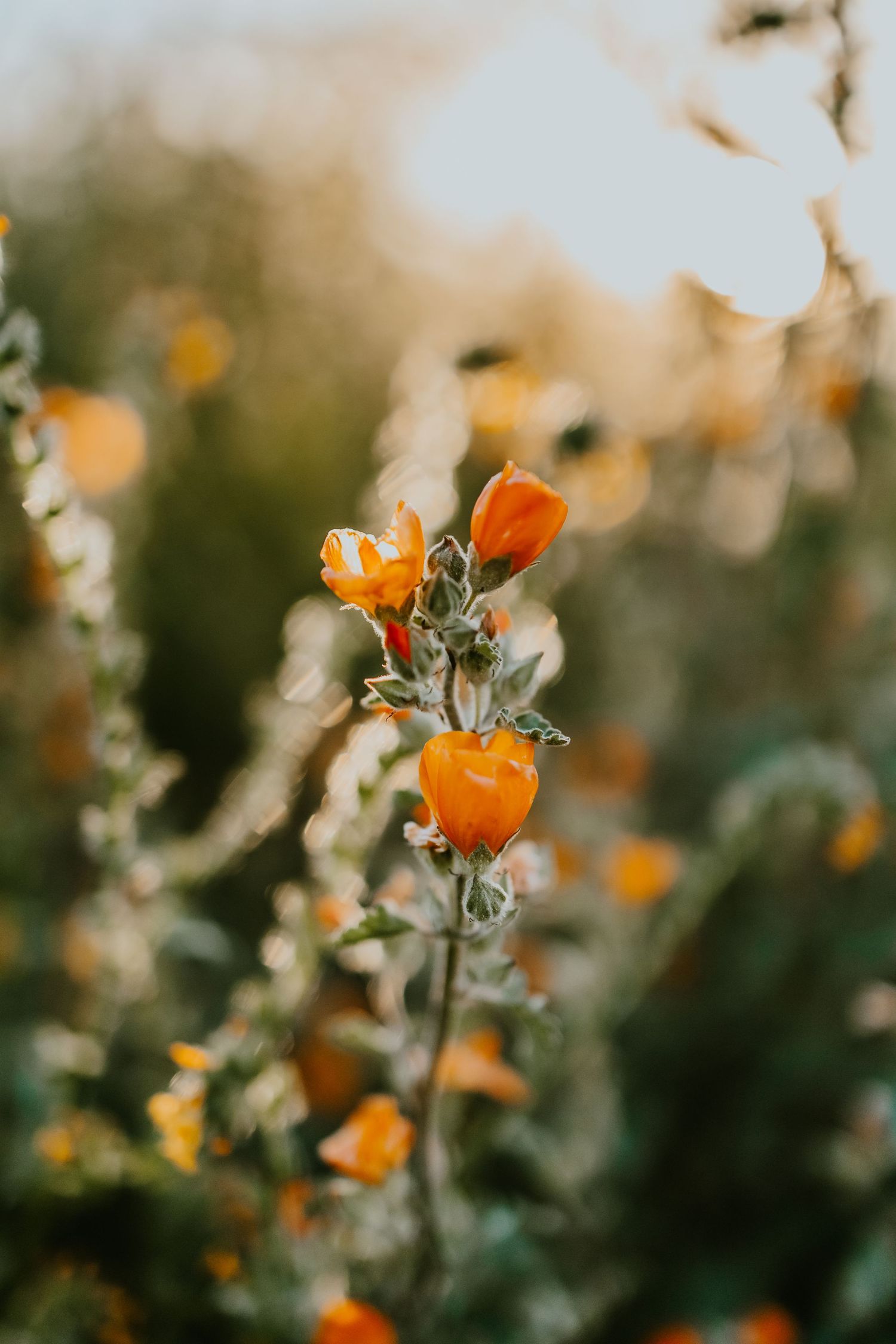 Close-up of orange desert poppies blooming in soft focus with natural bokeh effect.