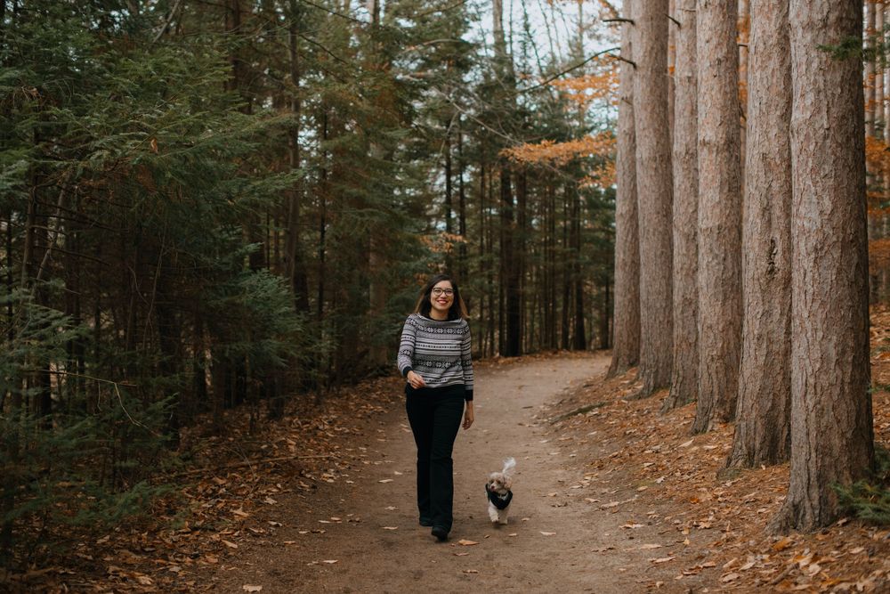 Autumn forest walk on path lined with tall pine trees.