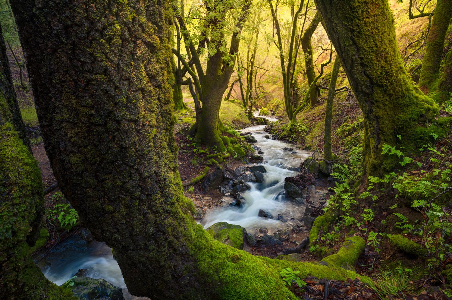 Mossy forest stream cascading through ancient trees with ethereal green glow filtering through canopy.