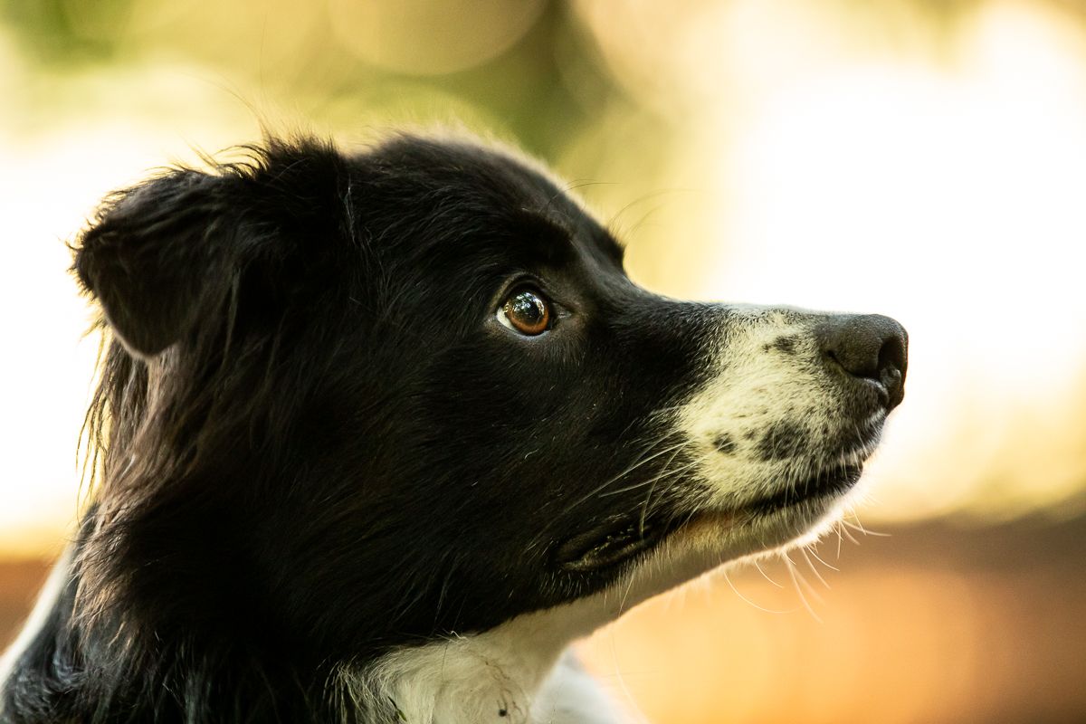 Close-up profile of black and white Border Collie with golden bokeh background.