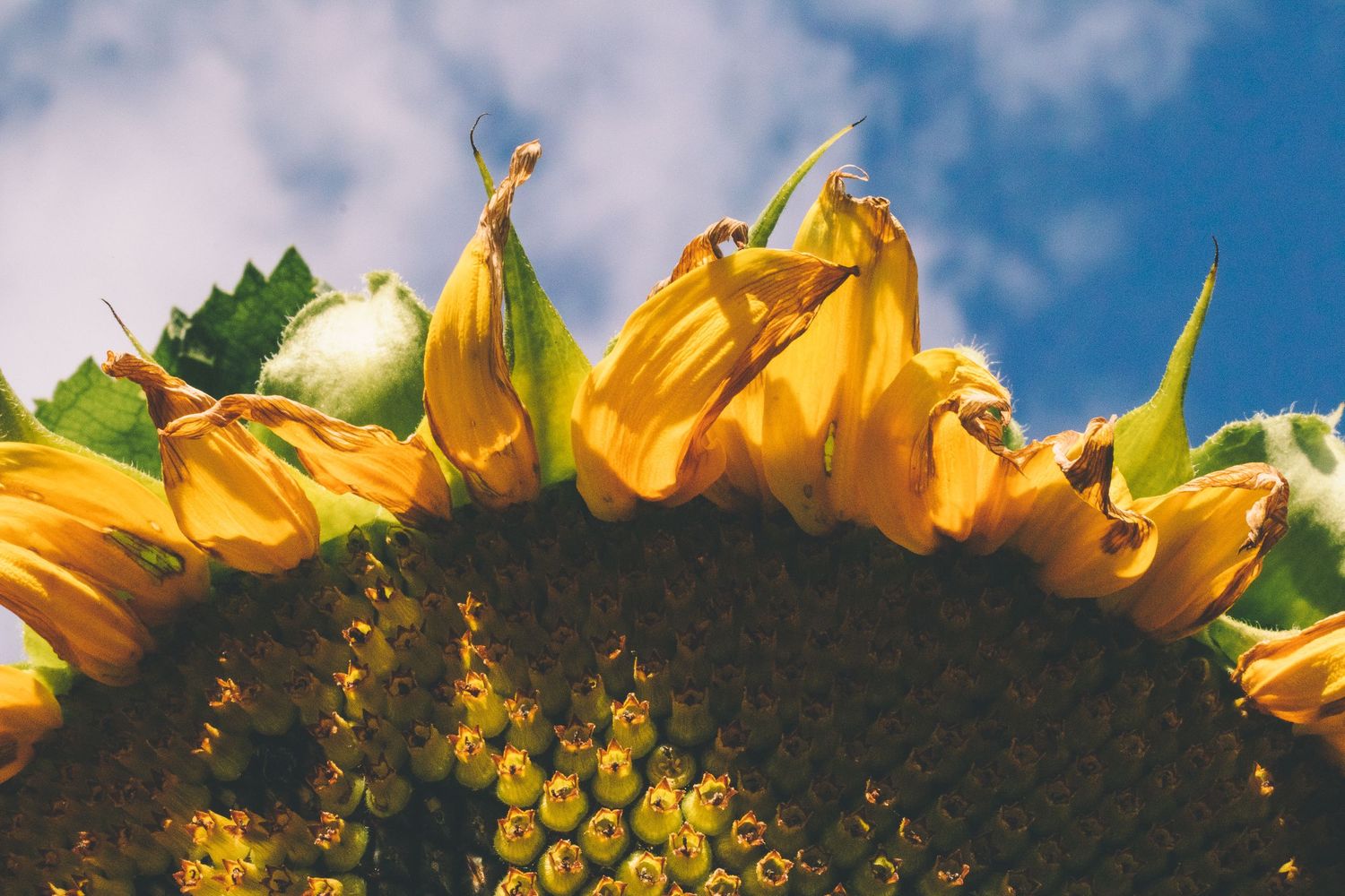 Sunflower with blue sky