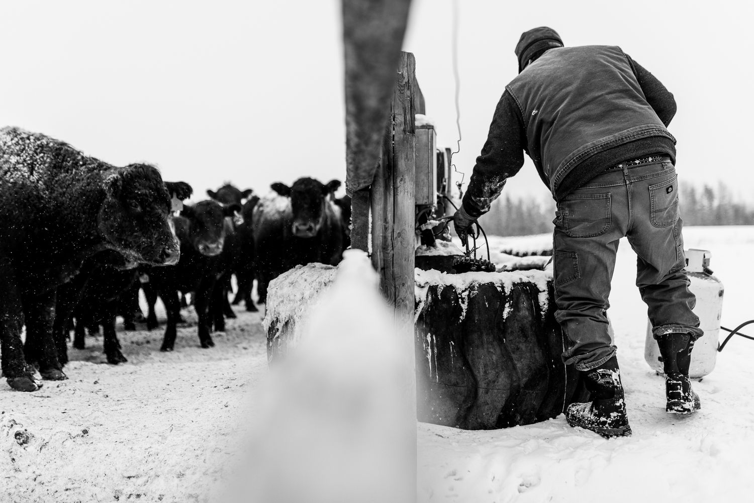 Rancher & Cows