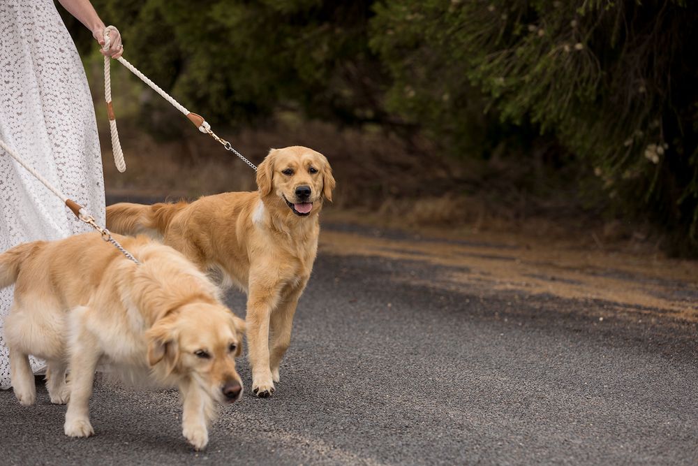 Bride and Groom sharing a moment together with their Golden Retriever dogs before their wedding ceremony at St.Leonards