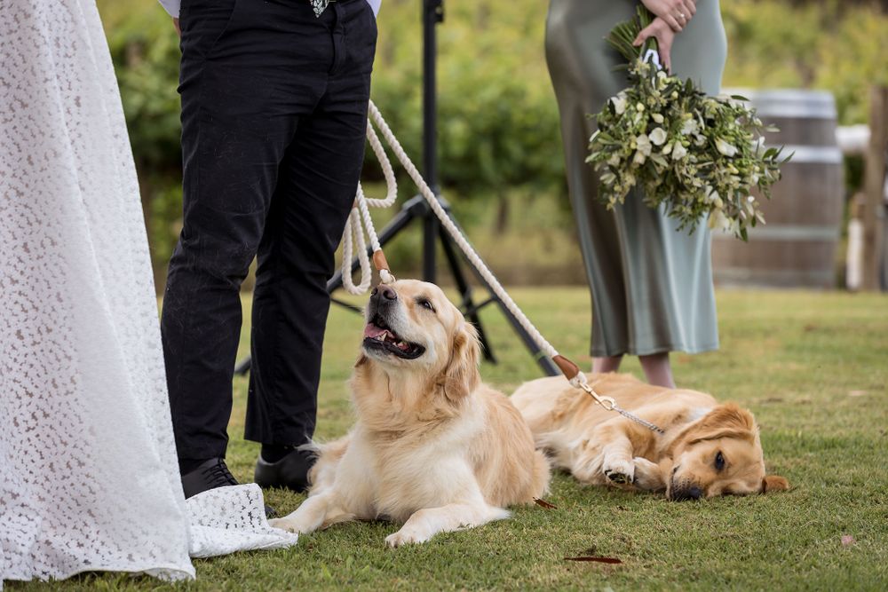 Bride and Groom exchange their vows during their wedding ceremony with their Golden Retriever watching on at St.Leonards