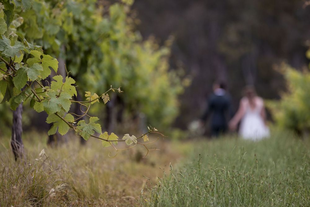 Bride and Groom sharing a moment together in the vines after their wedding ceremony at St.Leonards Vineyard