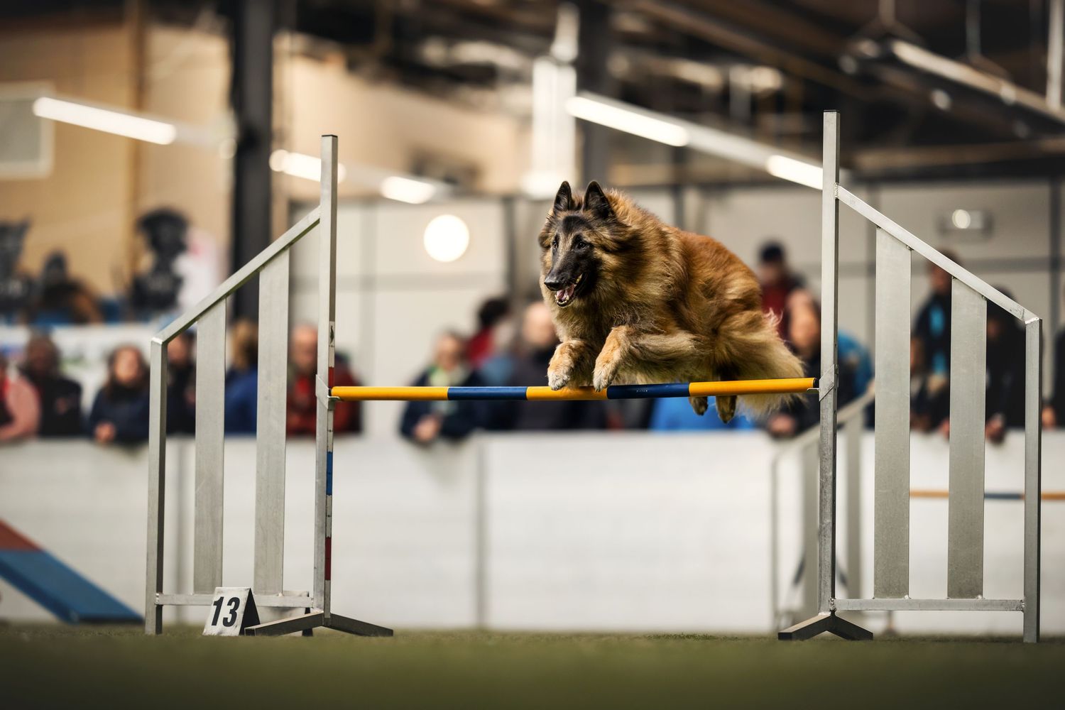 German Shepherd jumping over white agility hurdles during indoor competition.
