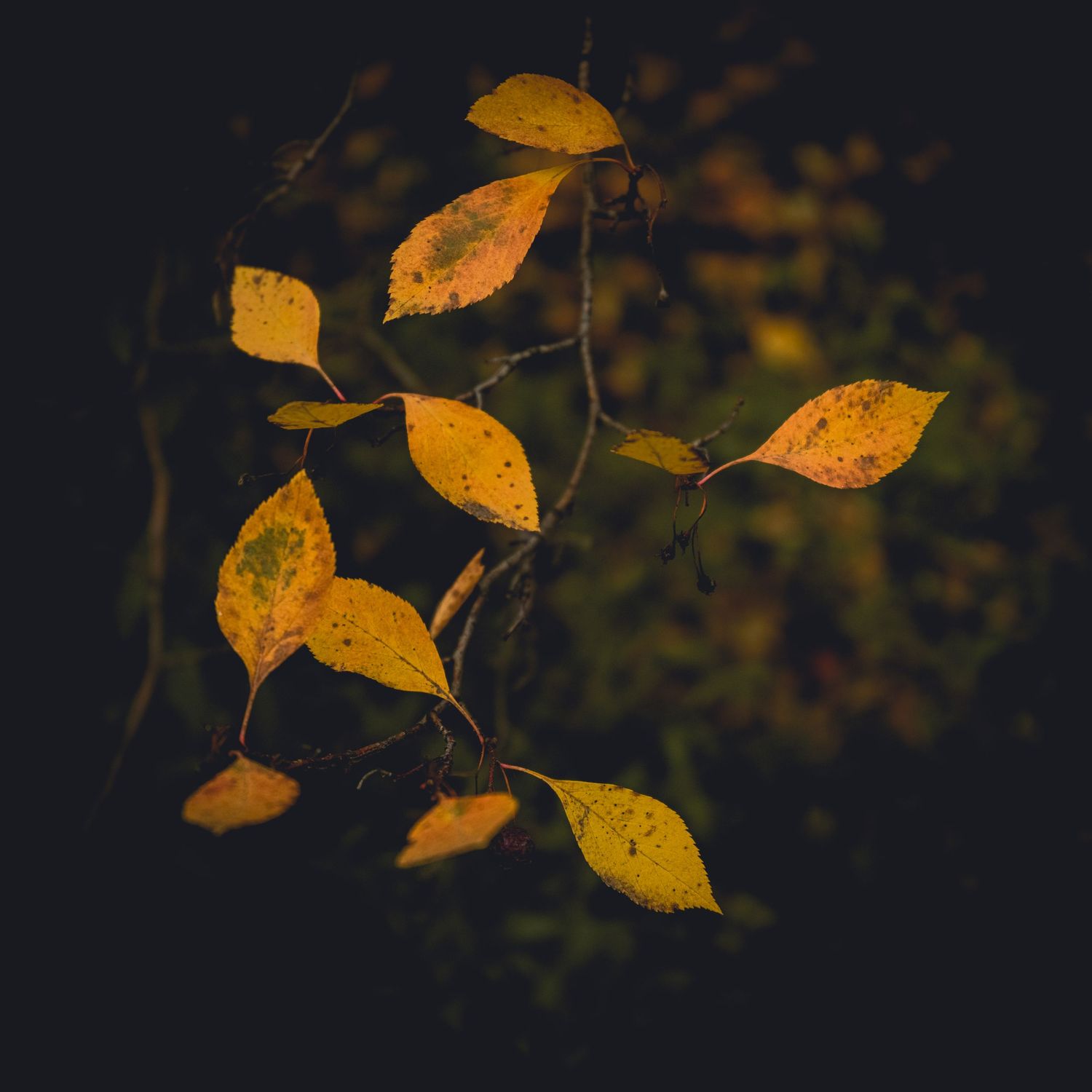 fall leaves by Michelle Deppe Photography Salt Lake City Utah Davis County photographer nature
