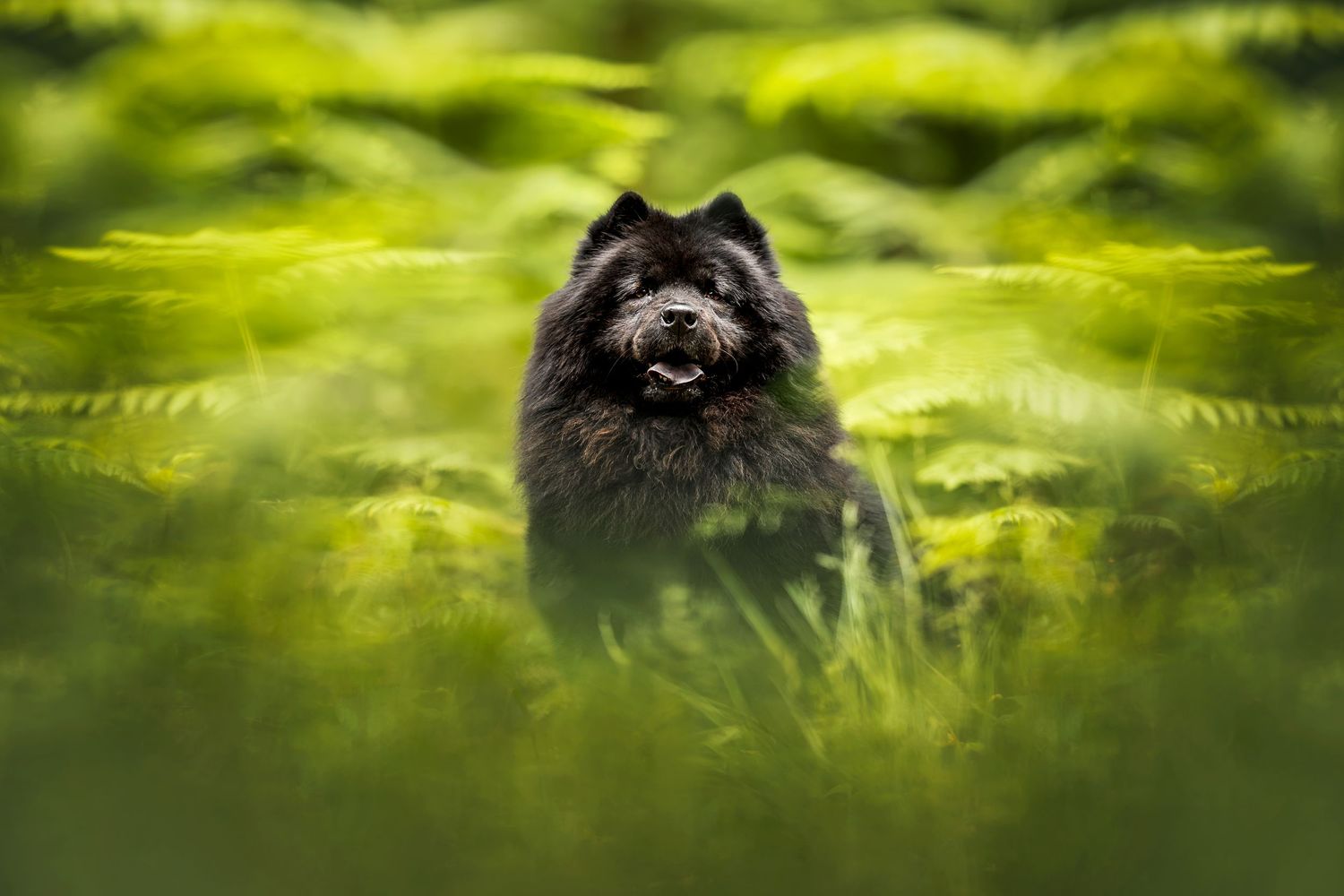 Black Chow Chow dog sitting in vibrant green summer meadow.