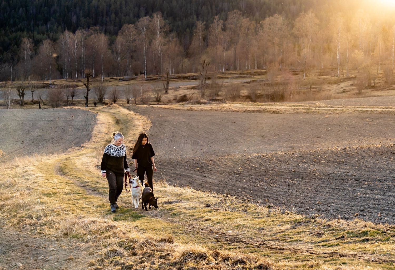 Hundefoto, hundefotograf, hundefotografering