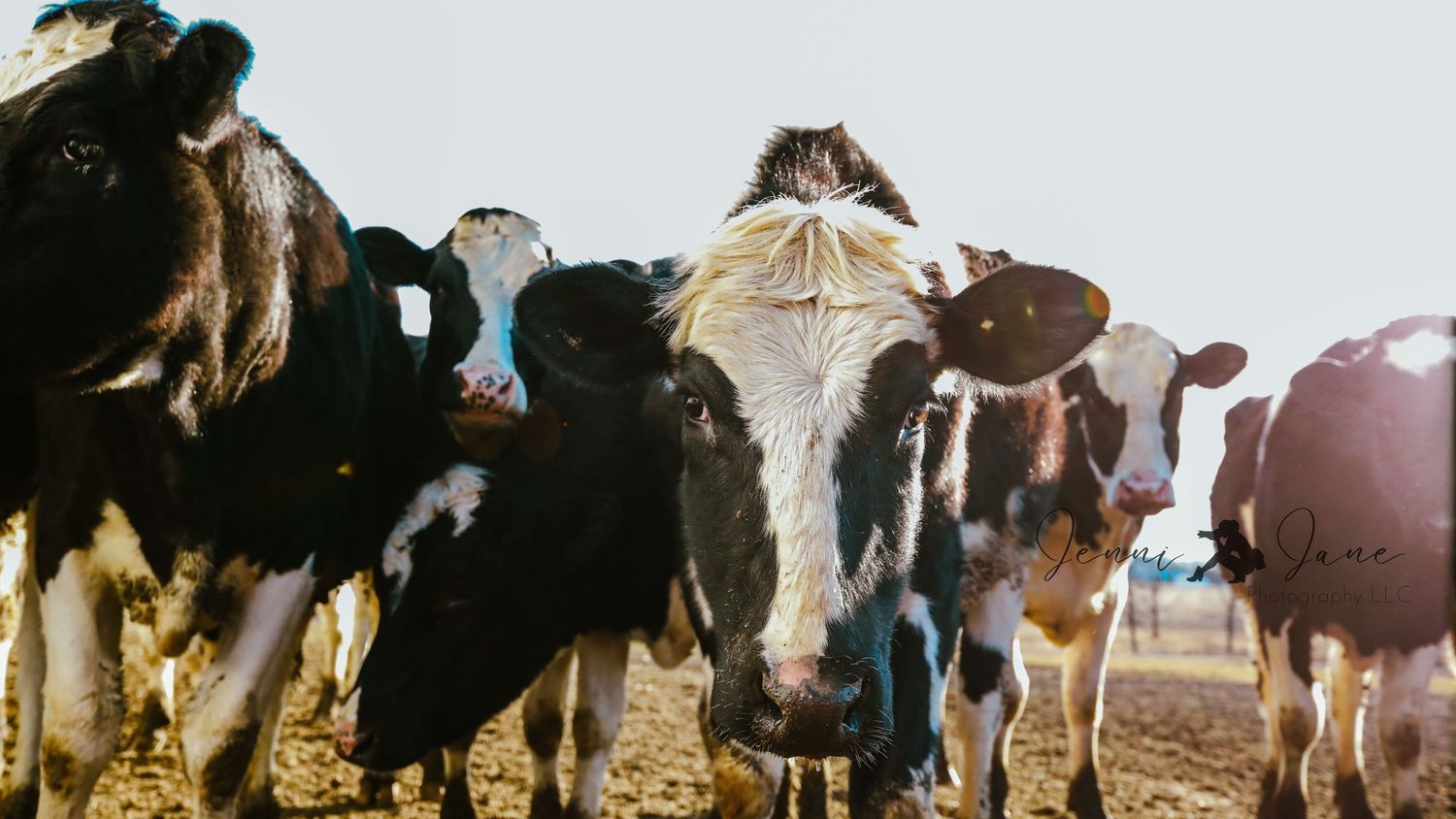 Group of dairy cows facing camera in a rustic farm setting.
