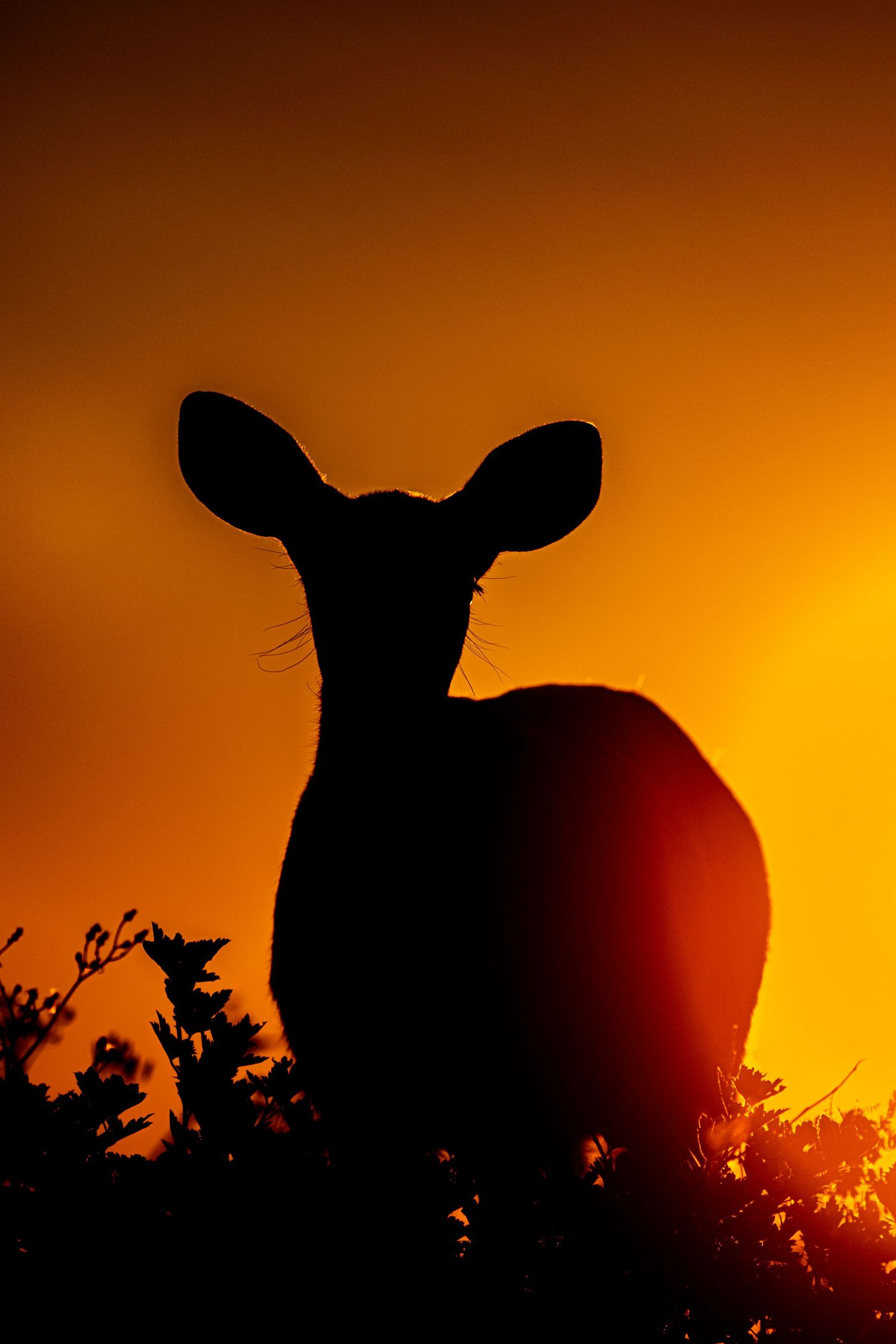 Cerf devant le lever de soleil