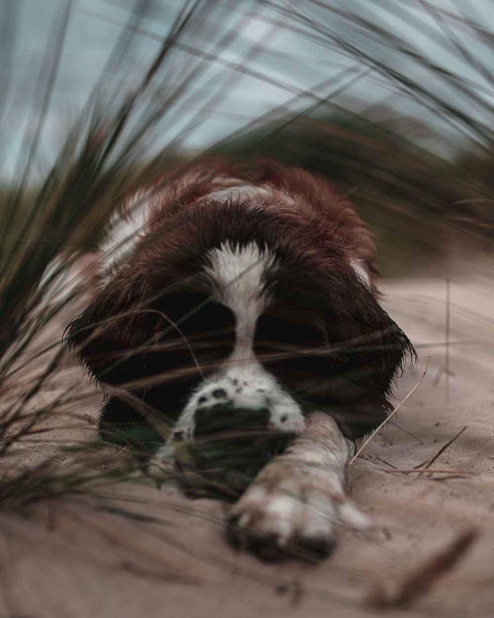 Saint Bernard dog peeking through tall grass in an artistic portrait shot.
