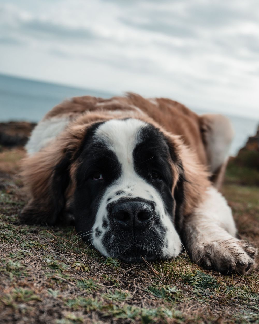 Close-up portrait of a Saint Bernard dog lying down with distinctive brown and white fur pattern.