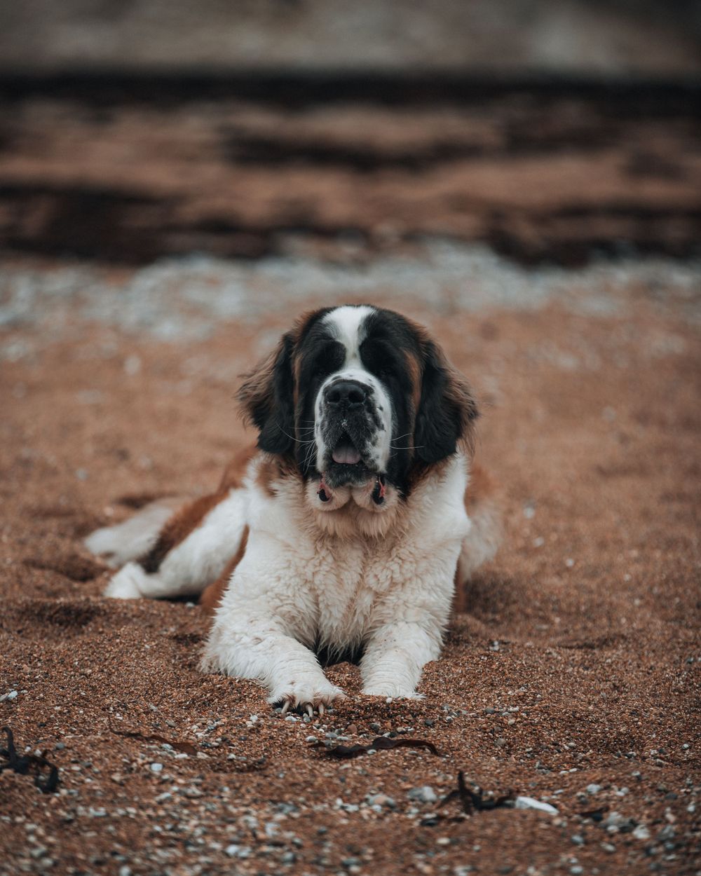 Saint Bernard dog resting on brown sandy beach with gentle expression.