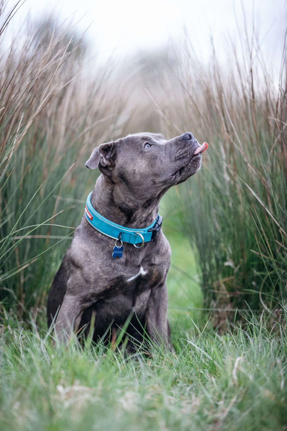 Gray pitbull with blue collar looking upward while sitting in tall grass meadow.