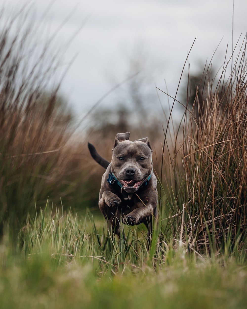 Gray pitbull running joyfully through tall grass field wearing blue collar.